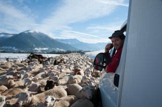 Retour de transhumance dans le Trièves. Isère