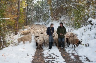 Retour de transhumance dans le Trièves. Isère