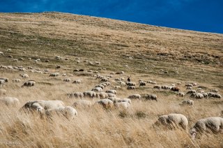 Troupeau de moutons en alpage à la Salette (Isère)