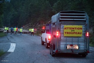 Transhumance du troupeau de Gilles Mistral vers Castellane