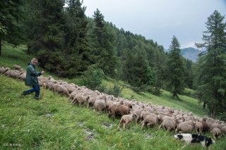 Max, berger sur l'alpage de Valdemars dans les Alpes de Haute Provence