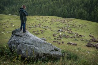 Max, berger sur l'alpage de Valdemars dans les Alpes de Haute Provence