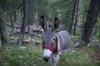 Anesse sur l'alpage de Valdemars dans les Alpes de Haute Provence