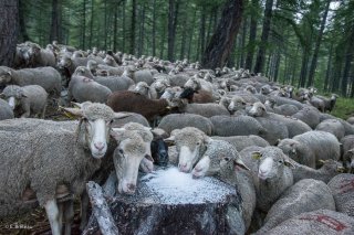 Troupeau de moutons qui mangent du sel sur l'alpage de Valdemars dans les Alpes de Haute Provence