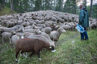 Max, berger donne du sel aux brebis sur l'alpage de Valdemars dans les Alpes de Haute Provence