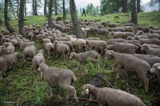 Troupeau de moutons sur l'alpage de Valdemars dans les Alpes de Haute Provence