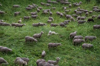 Troupeau de moutons et chien Patou sur l'alpage de Valdemars dans les Alpes de Haute Provence