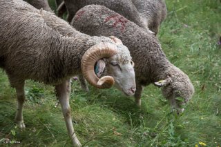 Bélier sur l'alpage de Valdemars dans les Alpes de Haute Provence