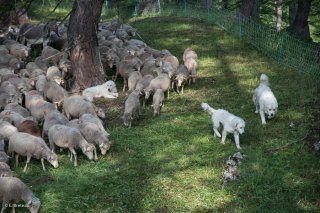 Troupeau de moutons et chiens Patous sur l'alpage de Valdemars dans les Alpes de Haute Provence