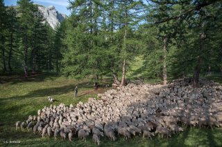 Troupeau de moutons sur l'alpage de Valdemars dans les Alpes de Haute Provence