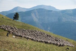 Max, berger sur l'alpage de Valdemars dans les Alpes de Haute Provence