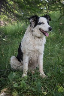 Chien de Race Border Collie