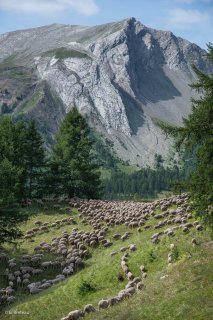 Troupeau de moutons sur l'alpage de Valdemars dans les Alpes de Haute Provence