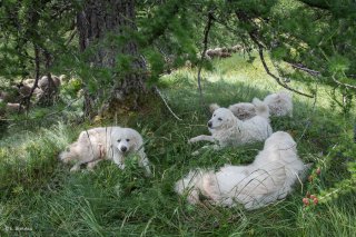 Chiens Patous sur l'alpage de Valdemars dans les Alpes de Haute Provence