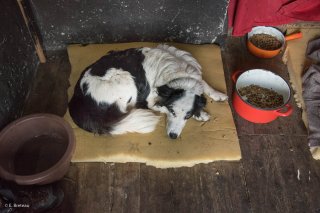 Chien de Race Border Collie, après une journée de travail sur l'alpage de Valdemars