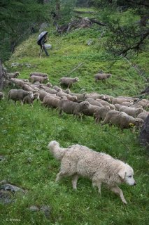 Max, berger et chien Patou sur l'alpage de Valdemars dans les Alpes de Haute Provence