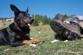 Tony, berger sur l'alpage de Méailles dans les Alpes de Haute Provence fait une pause avec son chien Beauceron