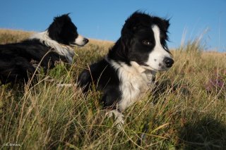 Chiens de troupeau de race Border Collie. Alpage Les Bergeries, La Morte. Isère