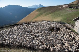 Le berger a rassemblé le troupeau pour faire les soins aux brebis blessées. La Salette, Isère