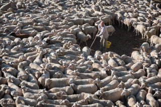 Le berger a rassemblé le troupeau pour faire les soins aux brebis blessées. La Salette, Isère