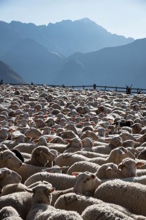 Le berger a rassemblé le troupeau pour faire les soins aux brebis blessées. La Salette, Isère