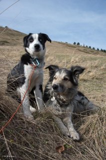 Bleu et Colosse, chiens de troupeau de race Border Collie, alpage de la Salette. Isère