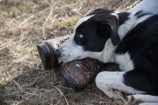 Bleu, chien de troupeau de race Border Collie, alpage de la Salette. Isère