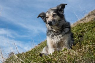 Colosse, chien de troupeau de race Border Collie. Alpage de la Salette. Isère