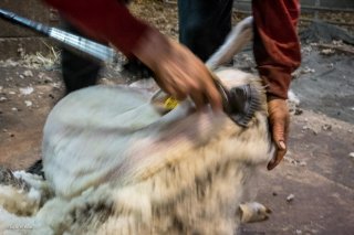 jour de tonte chez Pierre Poncet à Lavaldens. Isère