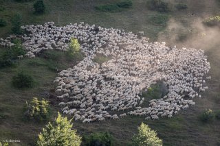 Troupeau à l'alpage de la Salette. Isère