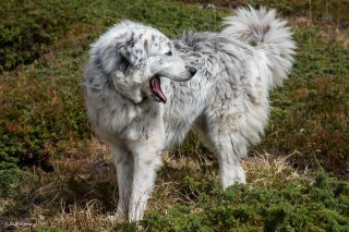 Neige, chienne Patou à Lavaldens. Isère