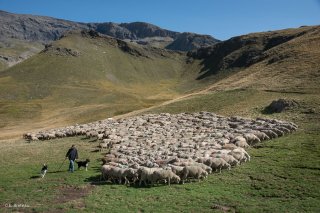 Yveline, bergère à l'alpage du vallon lâche le troupeau. Champsaur, Hautes-Alpes