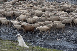 Le Patou veille au troupeau