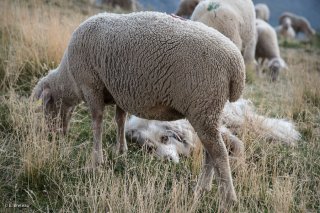 La Patou veille. Alpage du Vallon dans le Champsaur. Hautes-Alpes