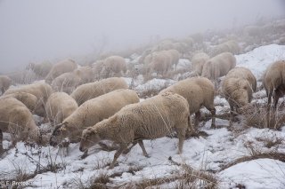 Alpage de la Salette (Isère). Coup de neige à l'automne sur le troupeau