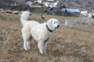 Chien de défense de troupeau de race Berger des Abruzes dans le Champsaur (Hautes-Alpes)