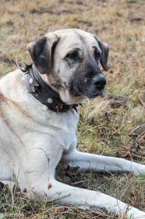 Chien de défense de troupeau de race Berger d'Anatolie (Kangal) dans le Champsaur (Hautes-Alpes)