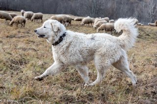 Chien de défense de troupeau de race Berger des Abruzes dans le Champsaur (Hautes-Alpes)