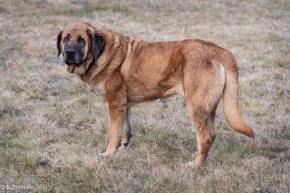 Chien de défense de troupeau de race Berger Mâtin Espagnol dans le Champsaur (Hautes-Alpes)