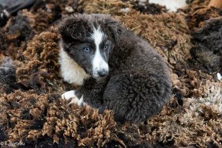 Chiot de Border Collie