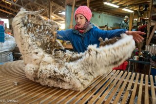 Giulia de LanaLana trie les plus belles toisons de brebis le jour de tonte pour les valoriser en chaussettes, fil à tricoter, couette, etc