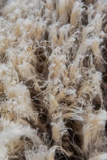 Fibre de laine, détail d'une toison de brebis de race Mérinos d'Arles