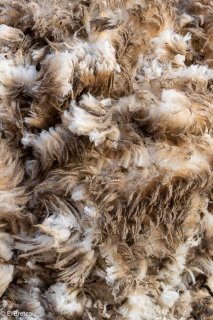Fibre de laine, détail d'une toison de brebis de race Mérinos d'Arles