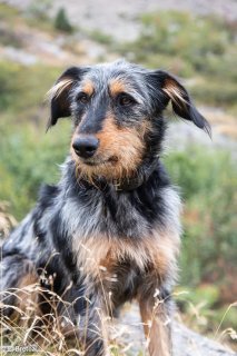 Chien de troupeau