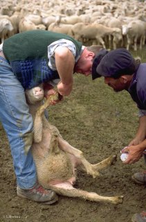 Fin de la transhumance. Soin d'une brebis boiteuse.