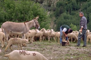 Soin des brebis boiteuses. Alpes de Haute Provence