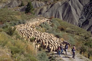 Transhumance des frères Menut. Alpes de Haute Provence