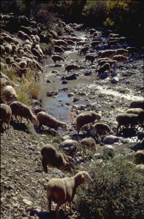 Transhumance des frères Menut. Alpes de Haute Provence