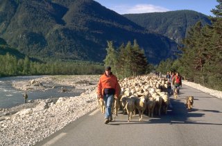 Transhumance des frères Menut. Alpes de Haute Provence