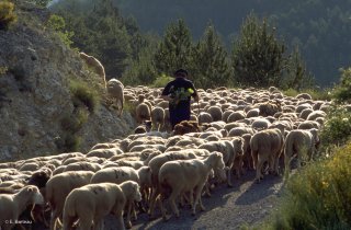 Transhumance des frères Menut. Alpes de Haute Provence